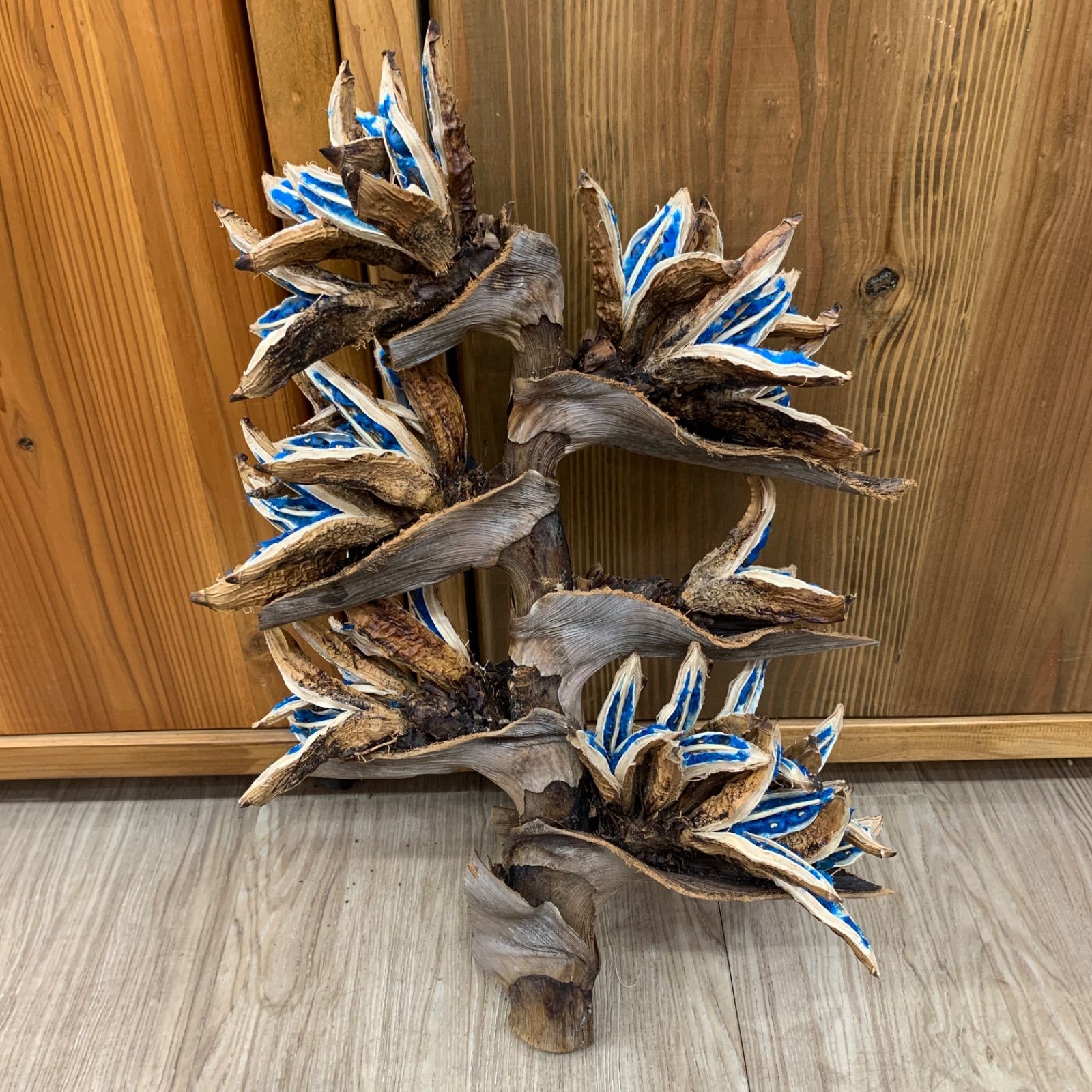 【送料込】旅人の木11節　⑤ 楽天市場】たびびとの木 8号 タビビトノキ 旅人の木 オオギバショウ