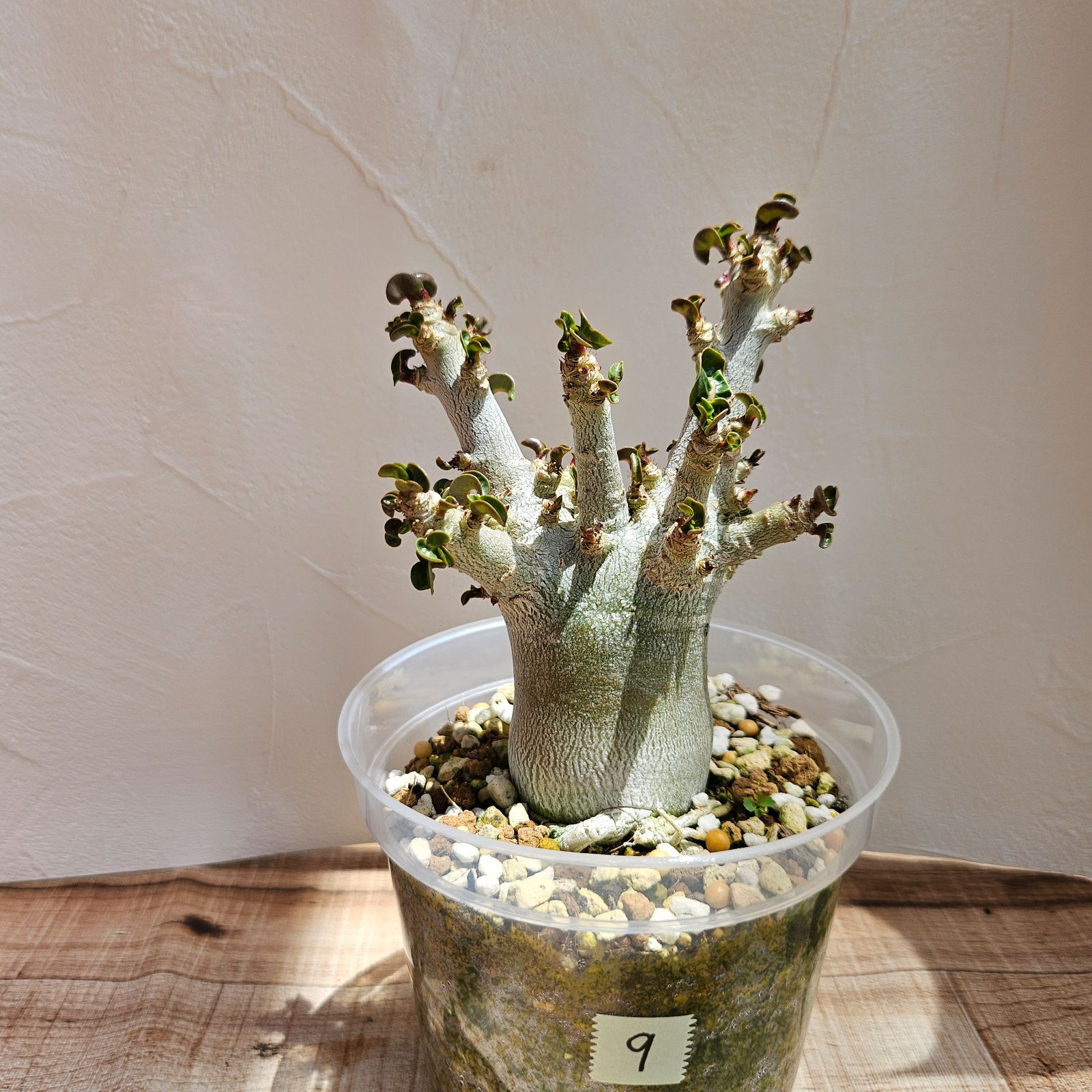 Arabicum Adenium 獅子葉 ⑨《 ドーセットホーン 獅子葉 メルカリ便