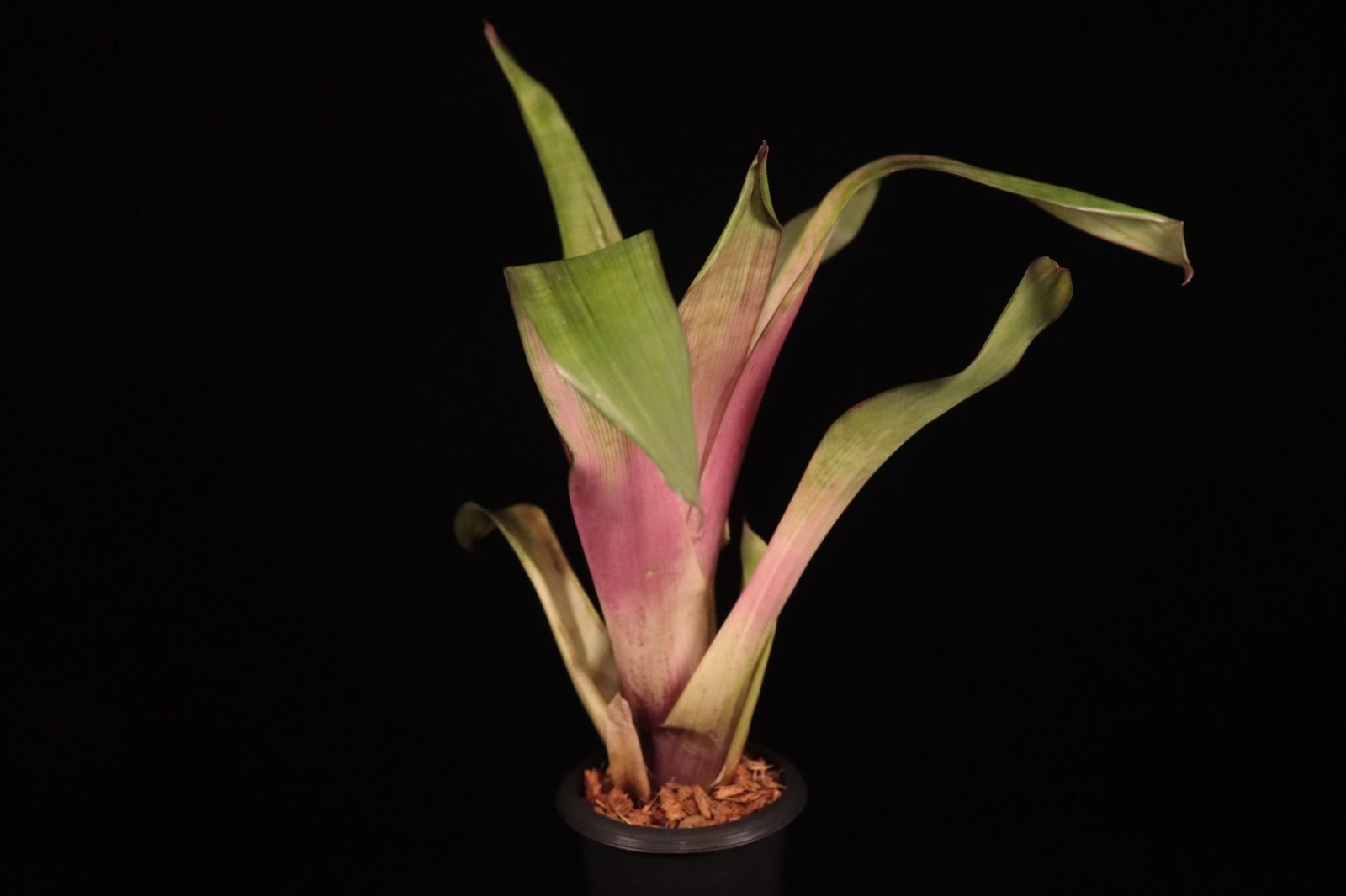 xHohenmea 'Ninja Starburst' 〔ホヘンメア〕H217 ブロメリア ホヘンメア ① 送料無料】xHohenmea 'Ninja Starburst