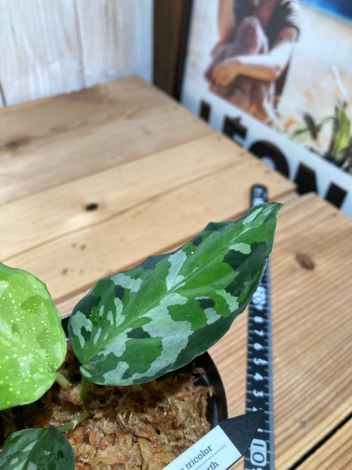 ID便 アグラオネマ ピクタム トリカラー アンダマン ANDAMAN ナチュラ株の増殖 Aglaonema pictum tricolor 