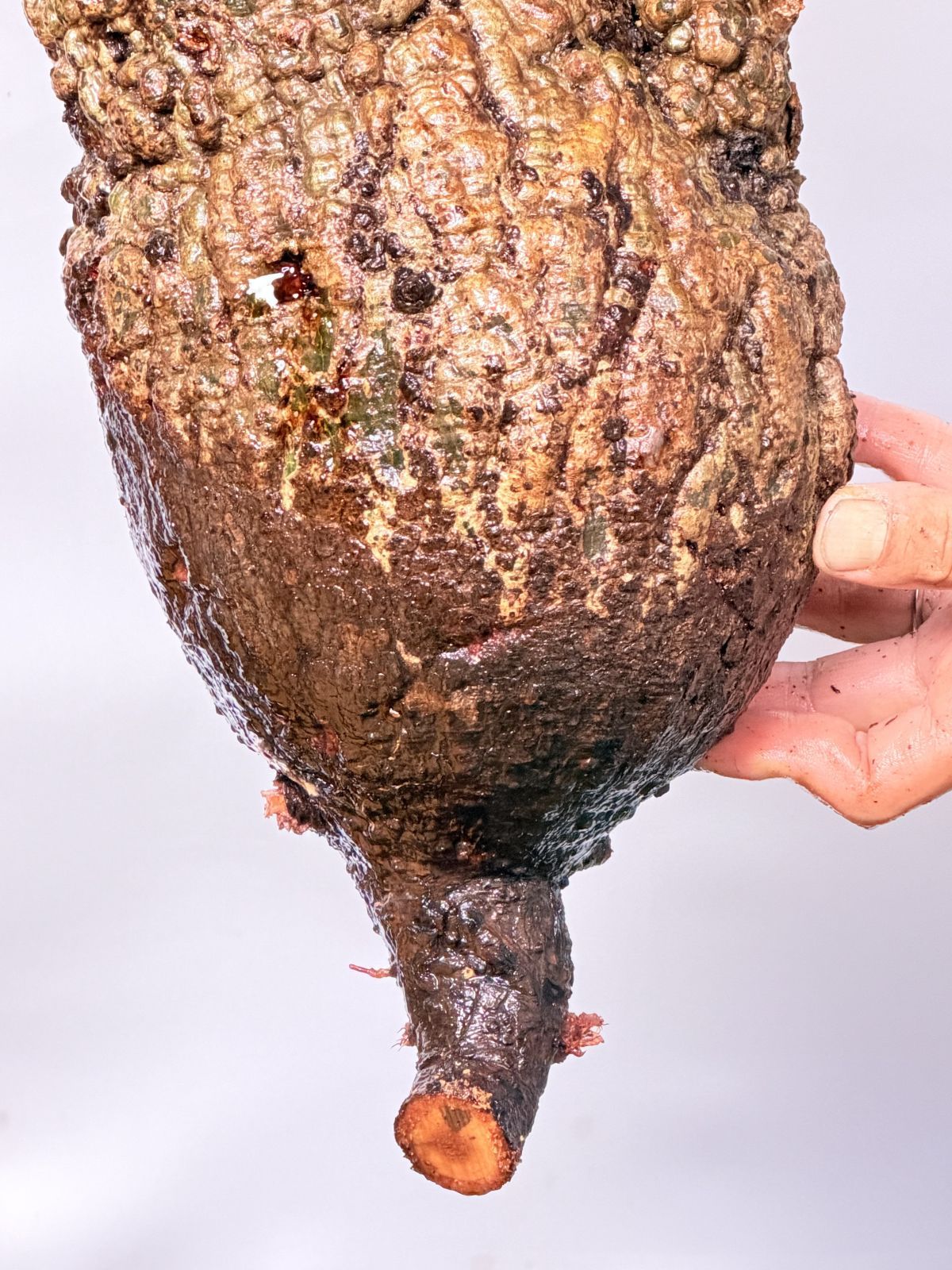 A152 Maison de Madagascar オペルクリカリア パキプス ベアルート株 マダガスカル選抜 Operculicarya pachypus パキプス コーデックス