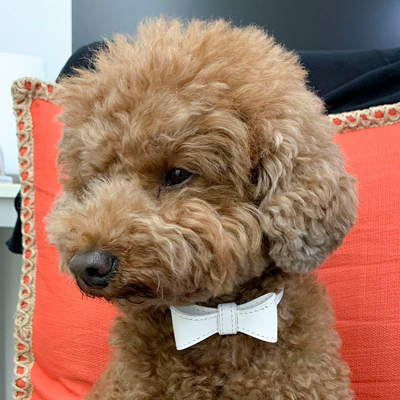 Sweet Ribbon Collar おしゃれなリボンカラー犬用首輪/ホワイト