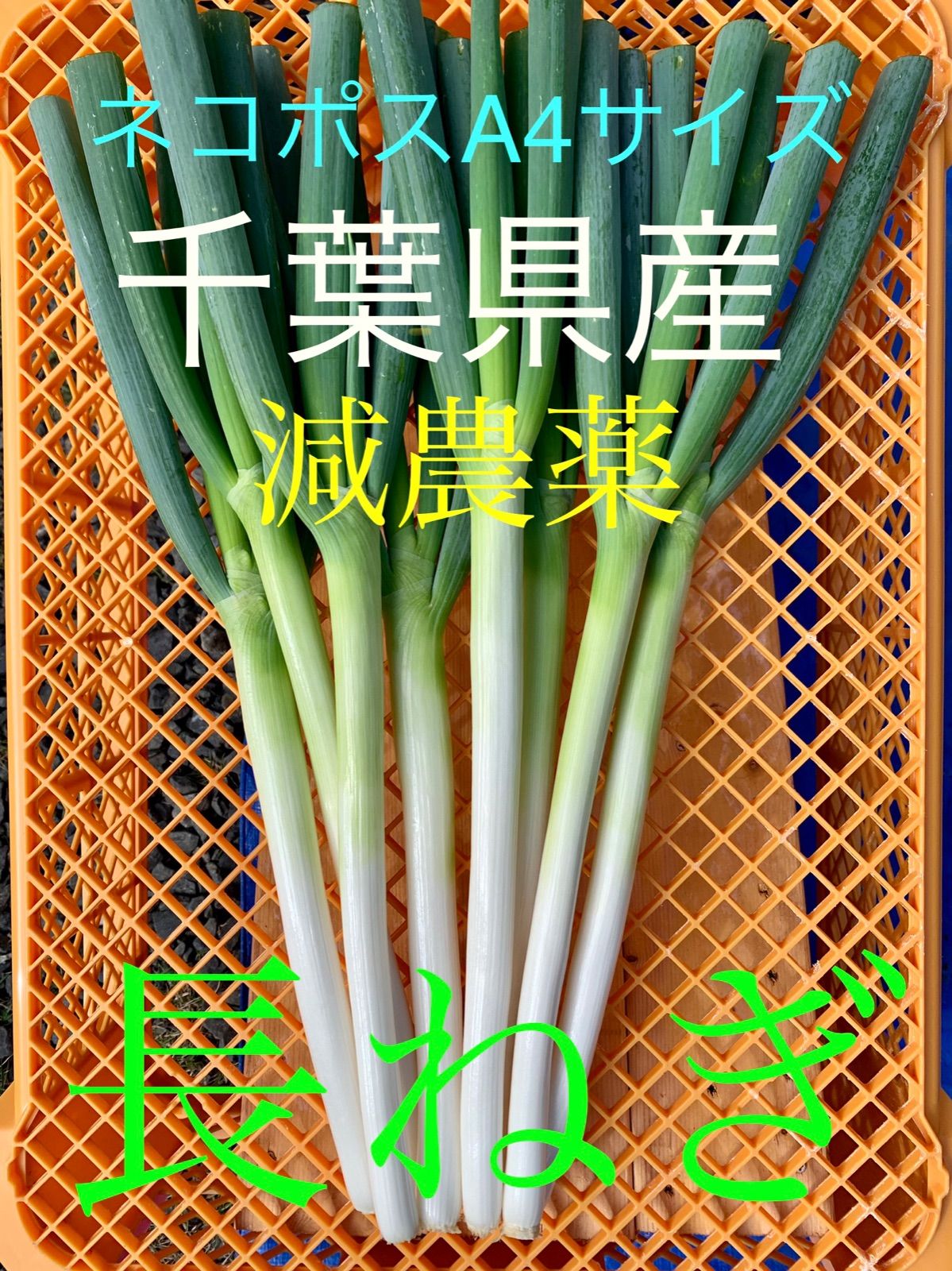 メルカリshops 長ネギ 減農薬