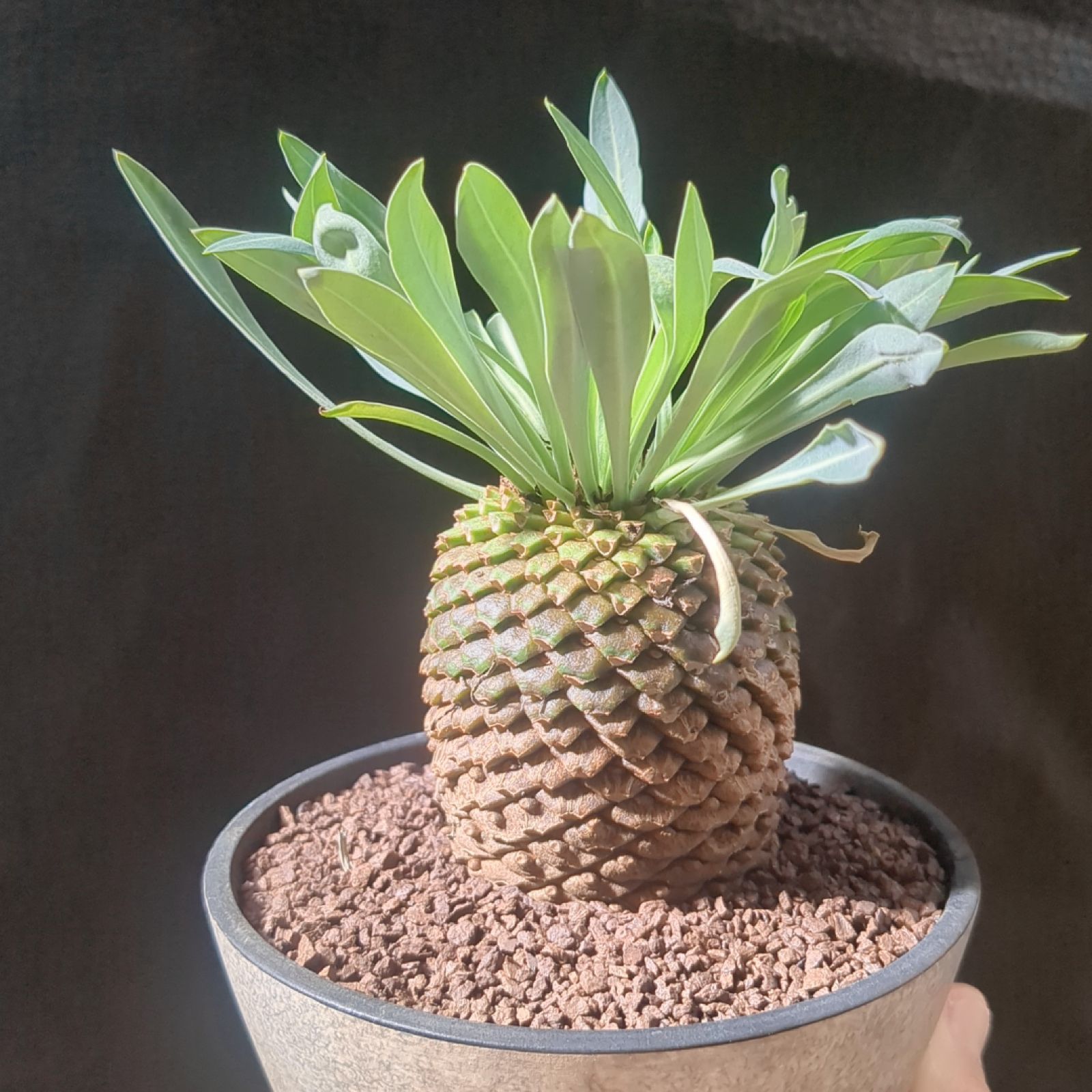 ユーフォルビア 鉄甲丸 【 現品 】大株 鉢のまま発送 - メルカリ