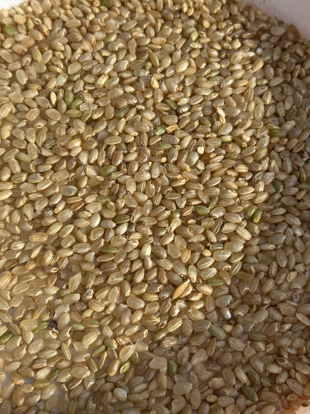 新米 キヌヒカリ