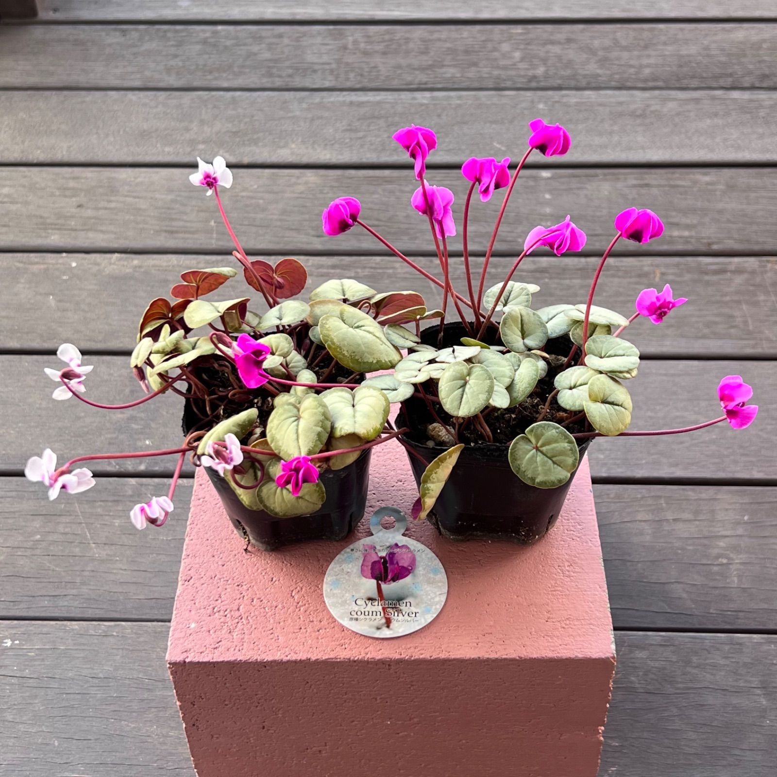 原種シクラメン コウム シルバー メルカリshops
