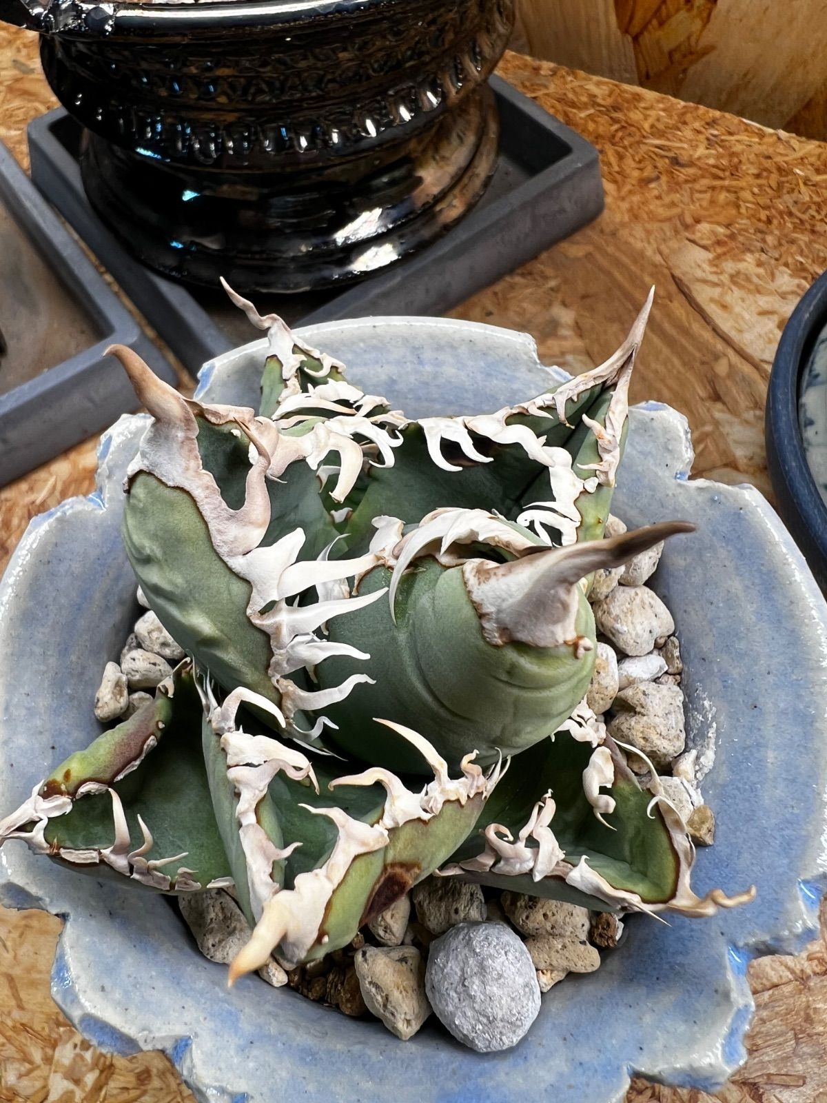 アガベ台湾ゴジラ】アガベ 白幽霊 子株 (台湾ゴジラ) アガベ 白幽霊