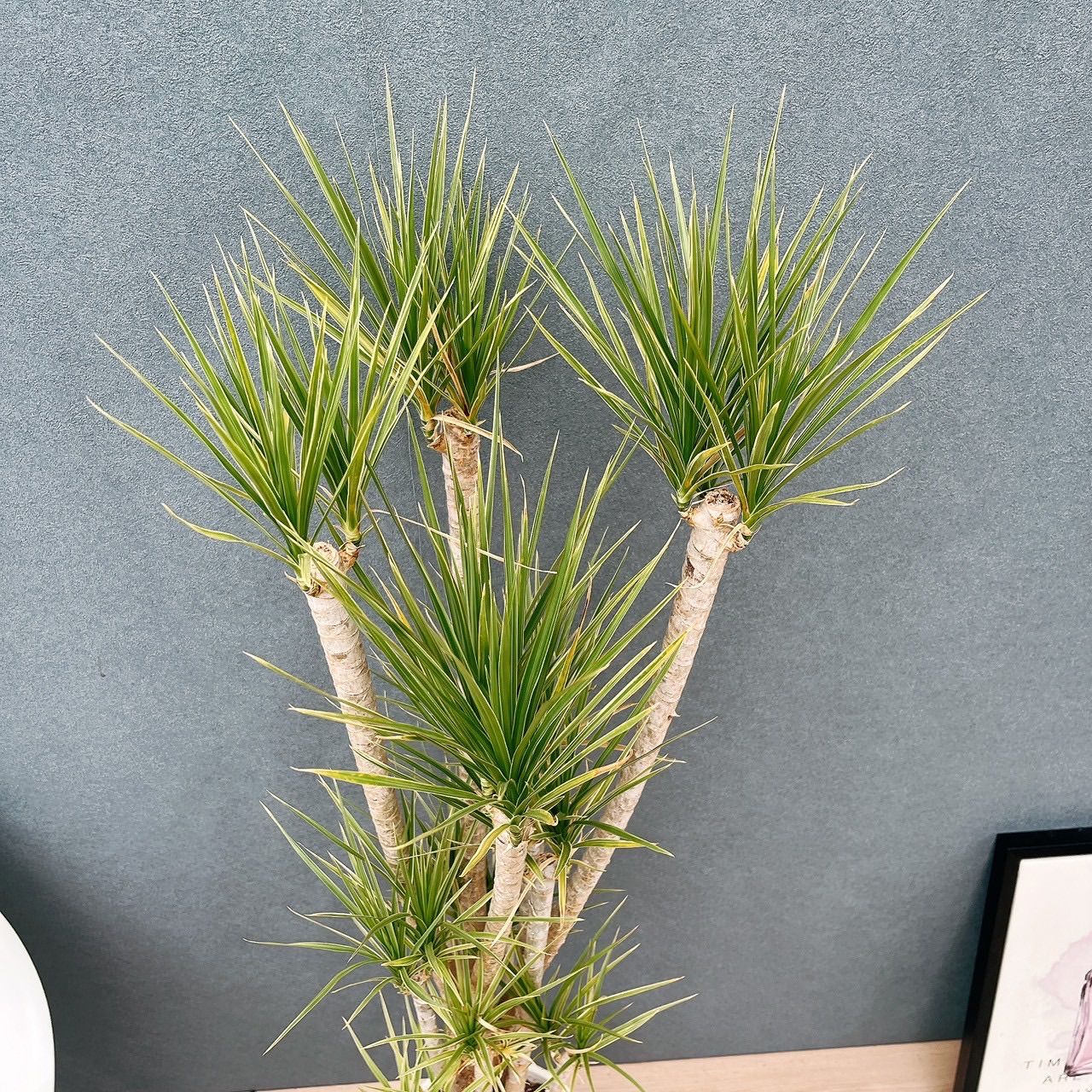 現品］34番 ドラセナ コンシンネ ホワイボリー 観葉植物 室内 8号 プラ