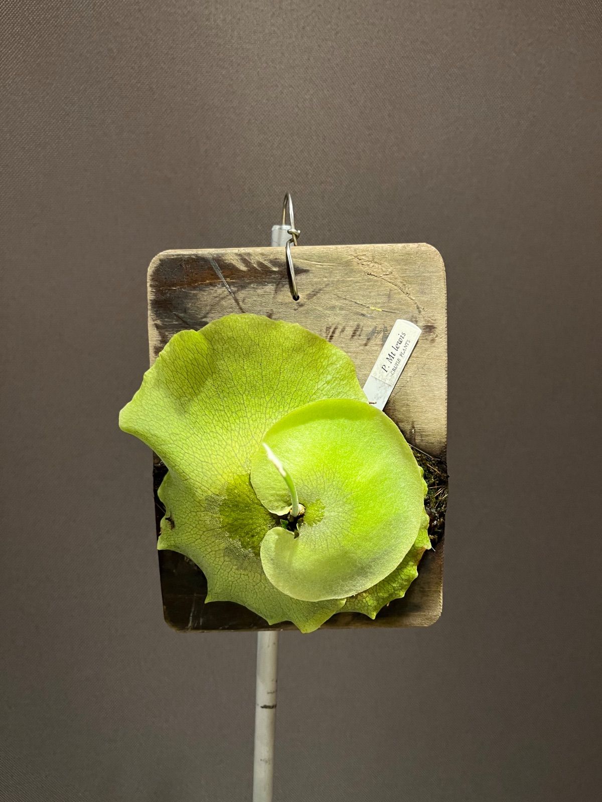 ビカクシダ【P.Mt lewis マウントルイス スケートボード 子株 株分け