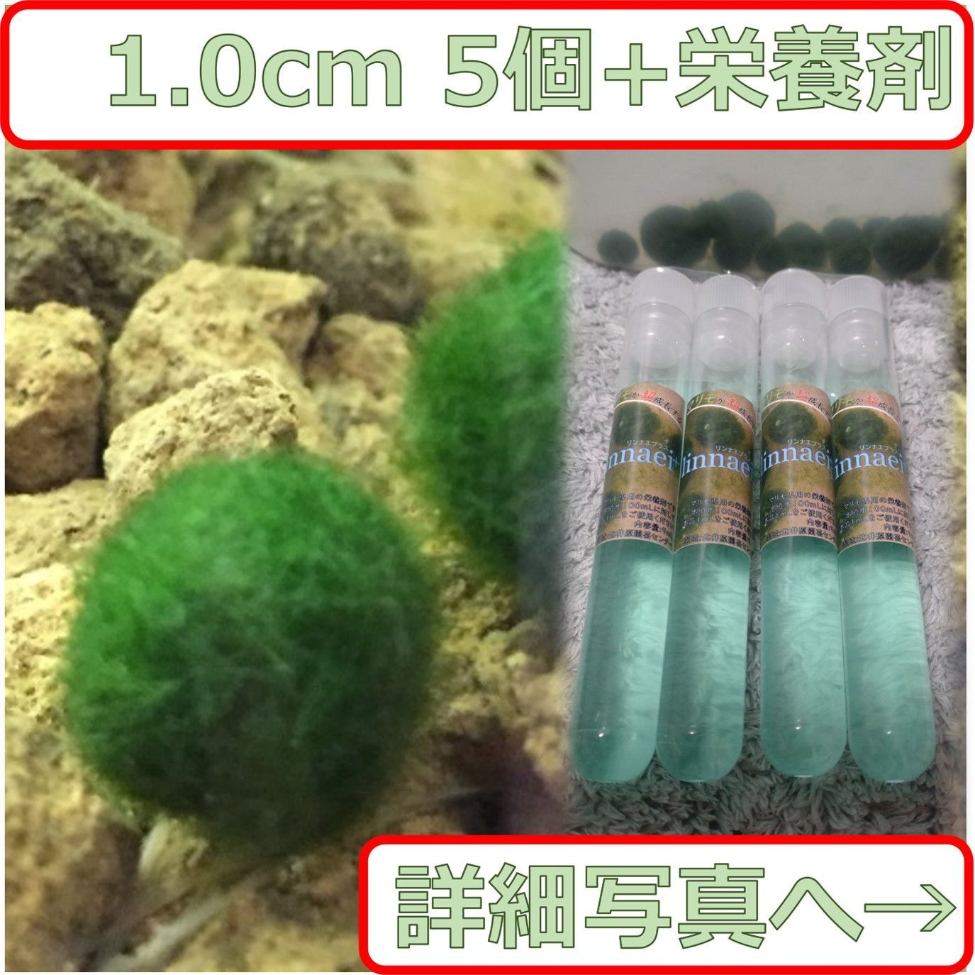 国産まりも1.0cm 5個 linnaei+(マリモの栄養剤)付き 　無農薬