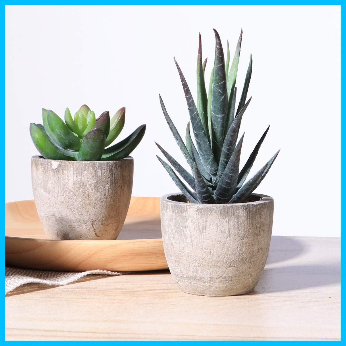 観葉樹 おしゃれ