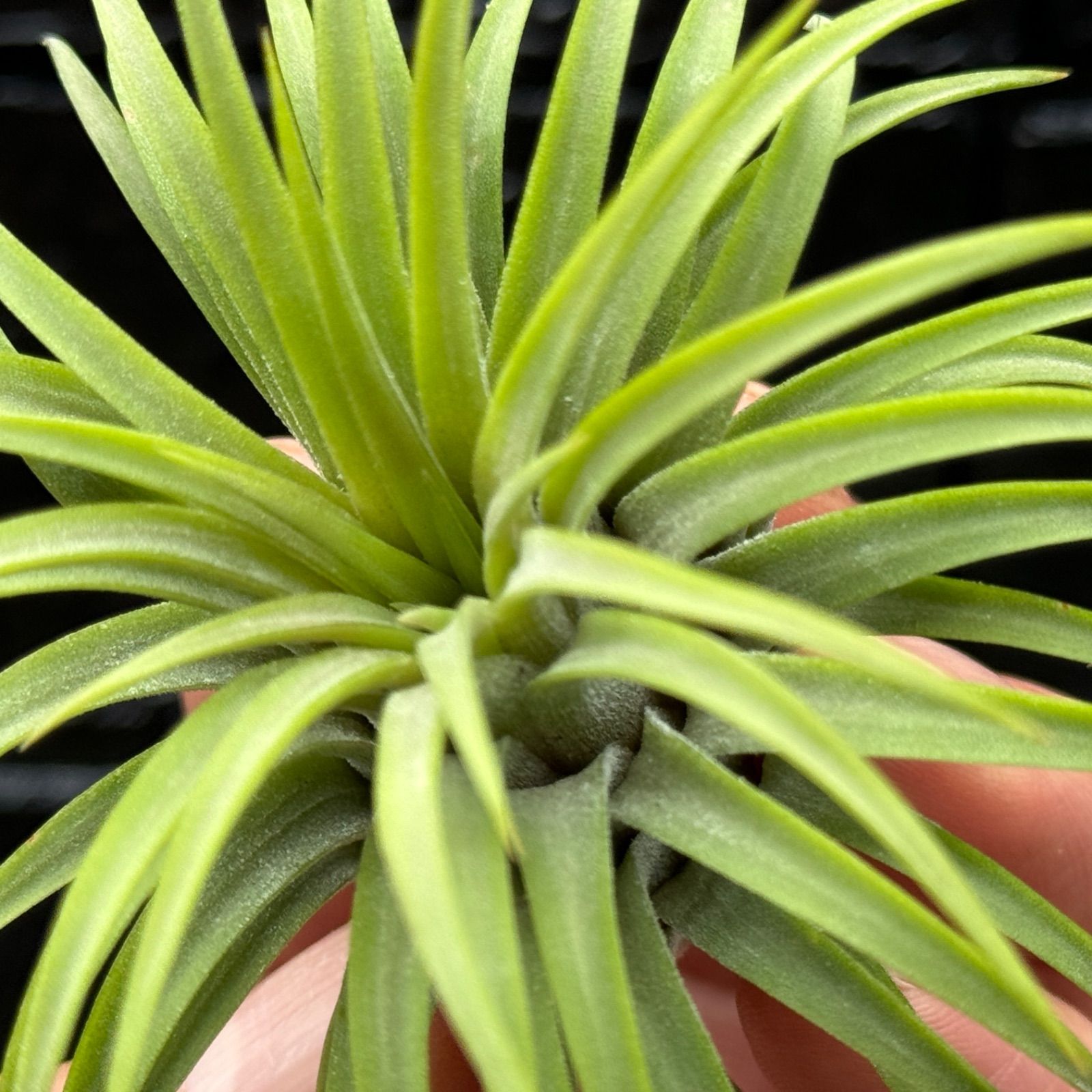 猛烈に反ってます＊(特大)チランジア イオナンタ ルブラ カーリー