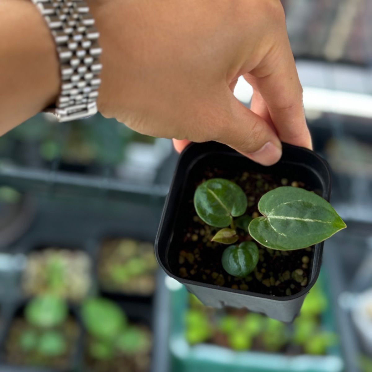 Anthuroom】Anthurium 'Red crystallinum'(NSE) x 'Red crystallinum