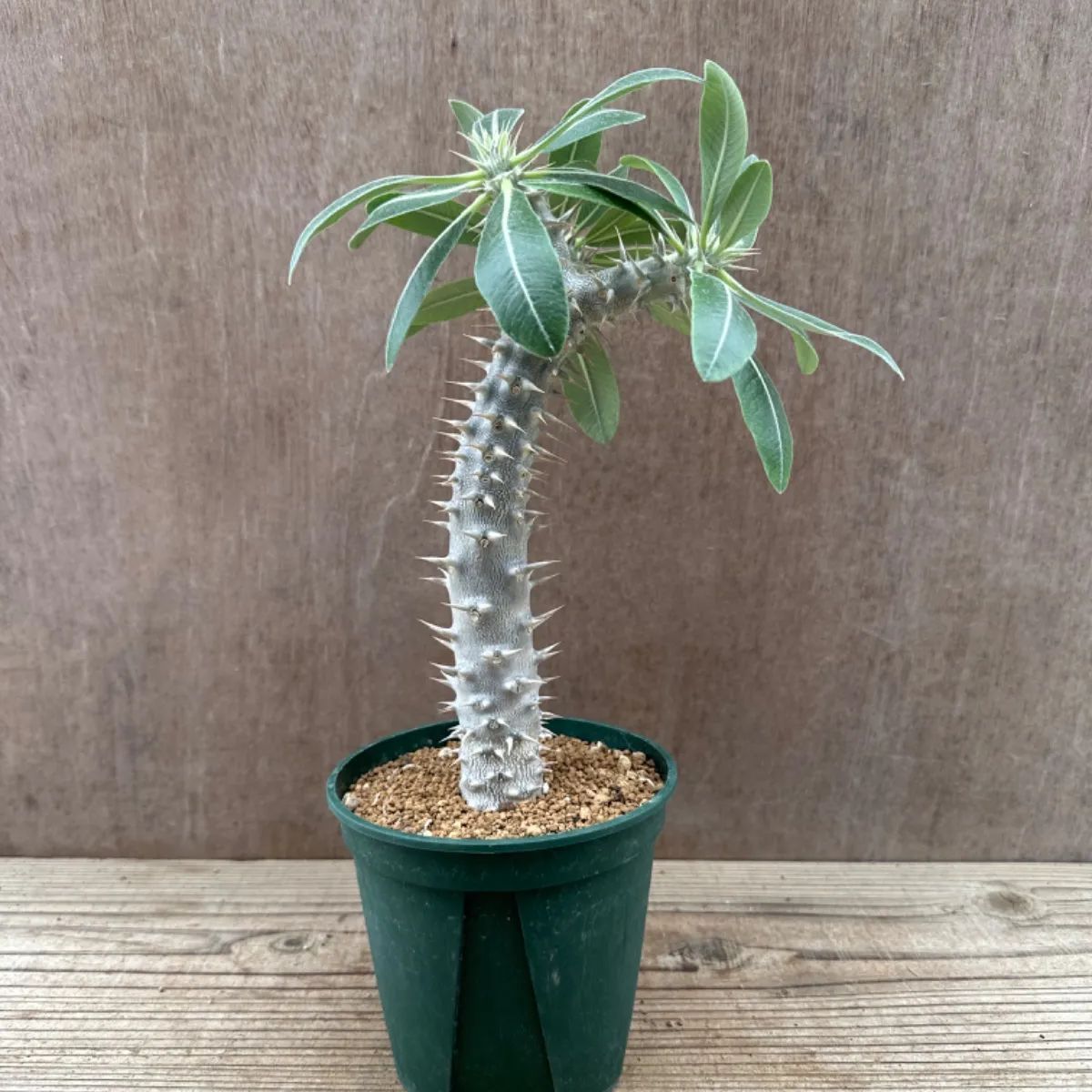 パキポディウムグラキリスたけろうポット