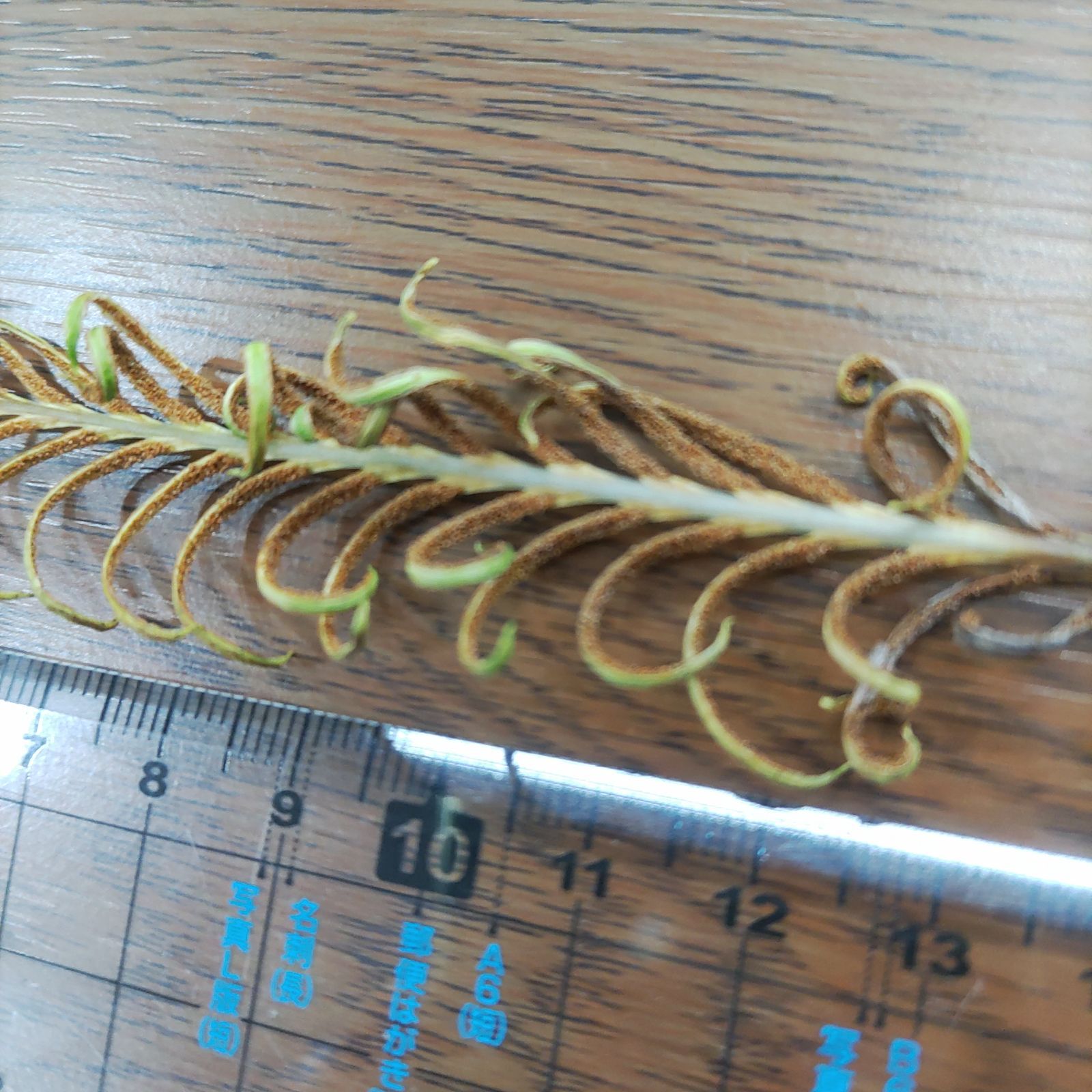ブレクナム オブツサタムBlechnum obtusatum ② 000000003054_vWG7uiq.jpg