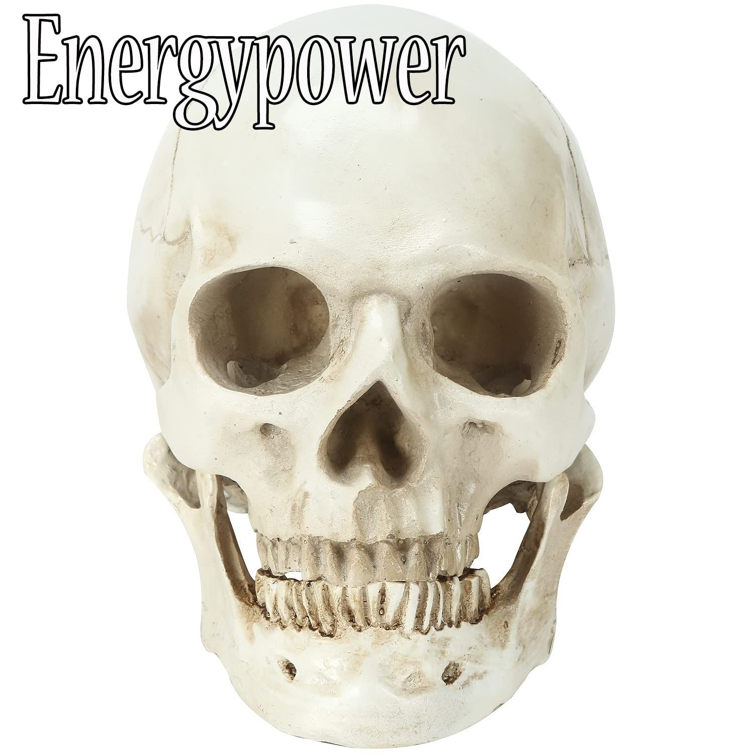EnergyPower 実物大 頭蓋骨 レプリカ あごが動く可動式 骸骨 人体模