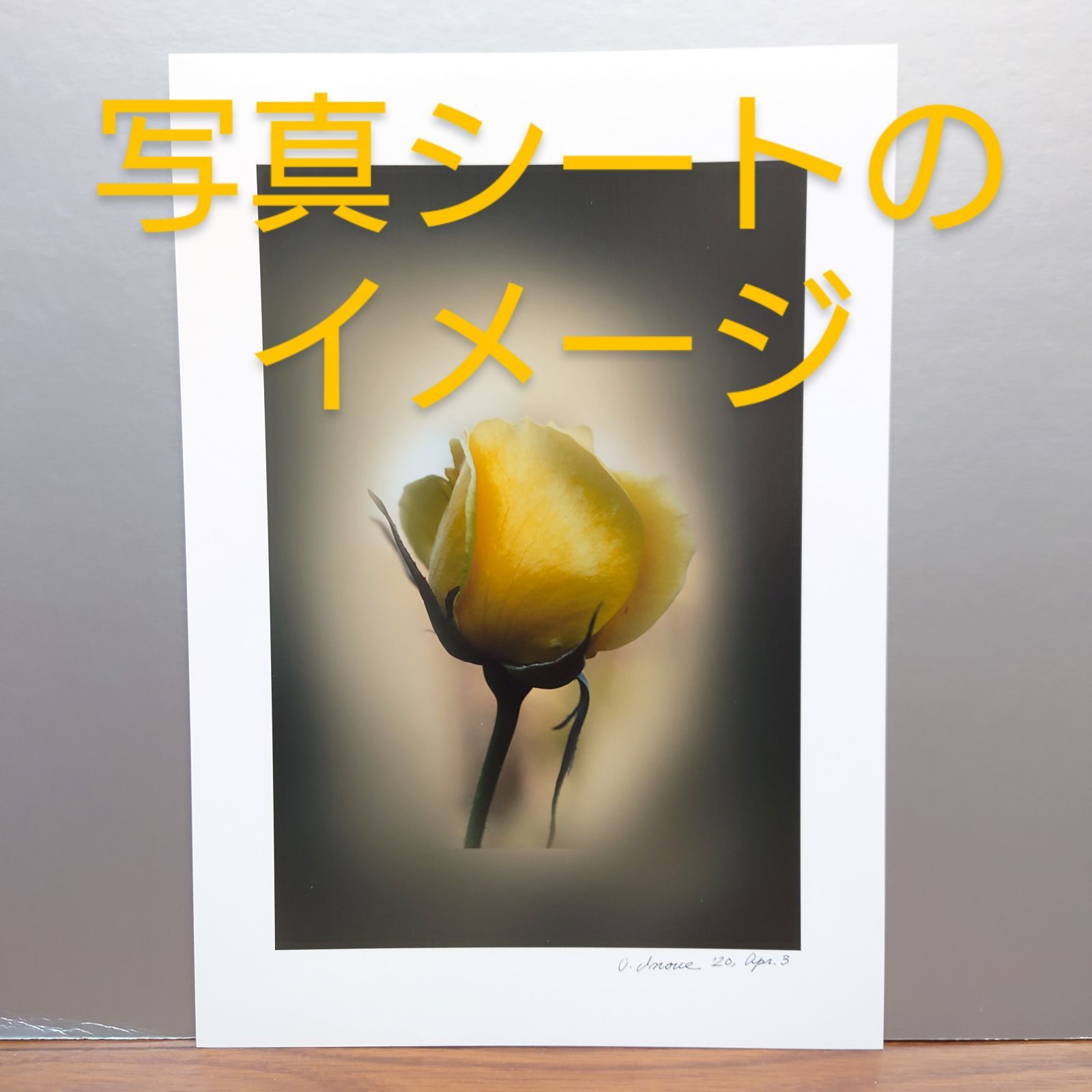 A3ノビ額付き】井上治OsamuInoue フォトアート 『Tulip』 timepharma.com
