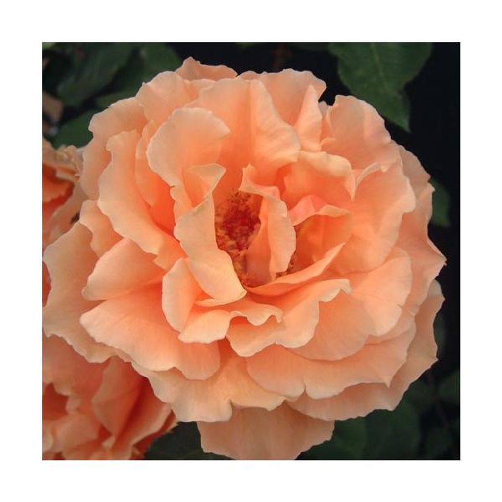バラ苗 ２年大株苗 ジャストジョーイ Hybrid tea Roses 杏色 4号 丸弁盃状咲き 四季咲き 初心者 WFRS殿堂入り RNRS金賞