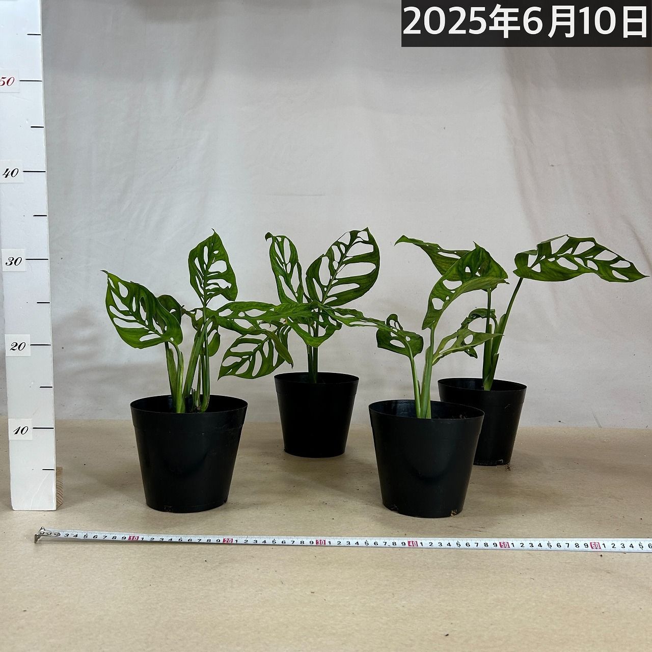 モンステラ エスケレード 5号鉢 観葉植物 モンステラ エスケレート 5号(おまかせ1鉢) インテリア
