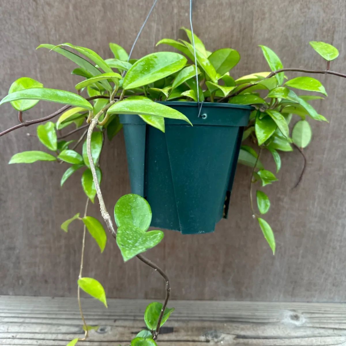 ホヤ パーフェクトグリーン② 桜蘭 Hoya 観葉植物 観葉 植物 珍奇植物