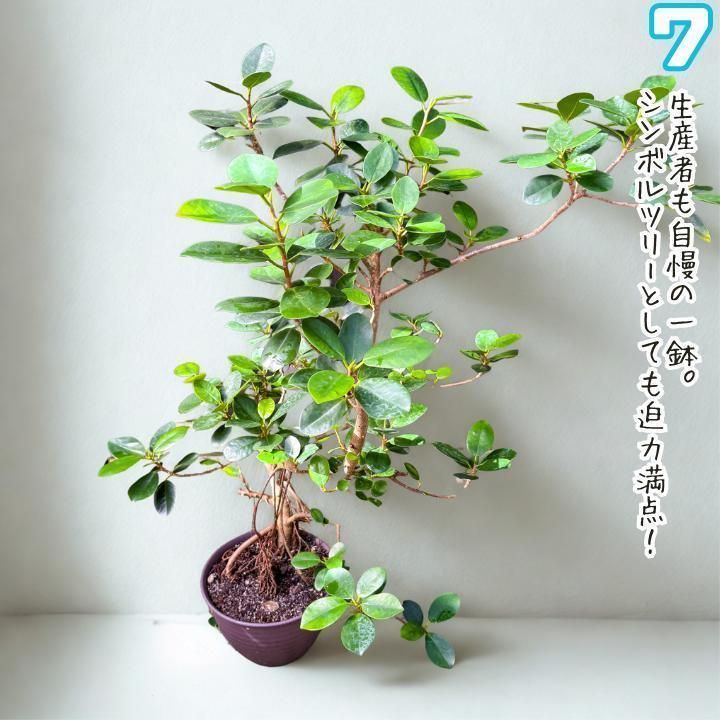 ✨パンダガジュマル No.7【盆栽仕立て】✨ ✨パンダガジュマル No.7【盆栽仕立て】✨ - メルカリ