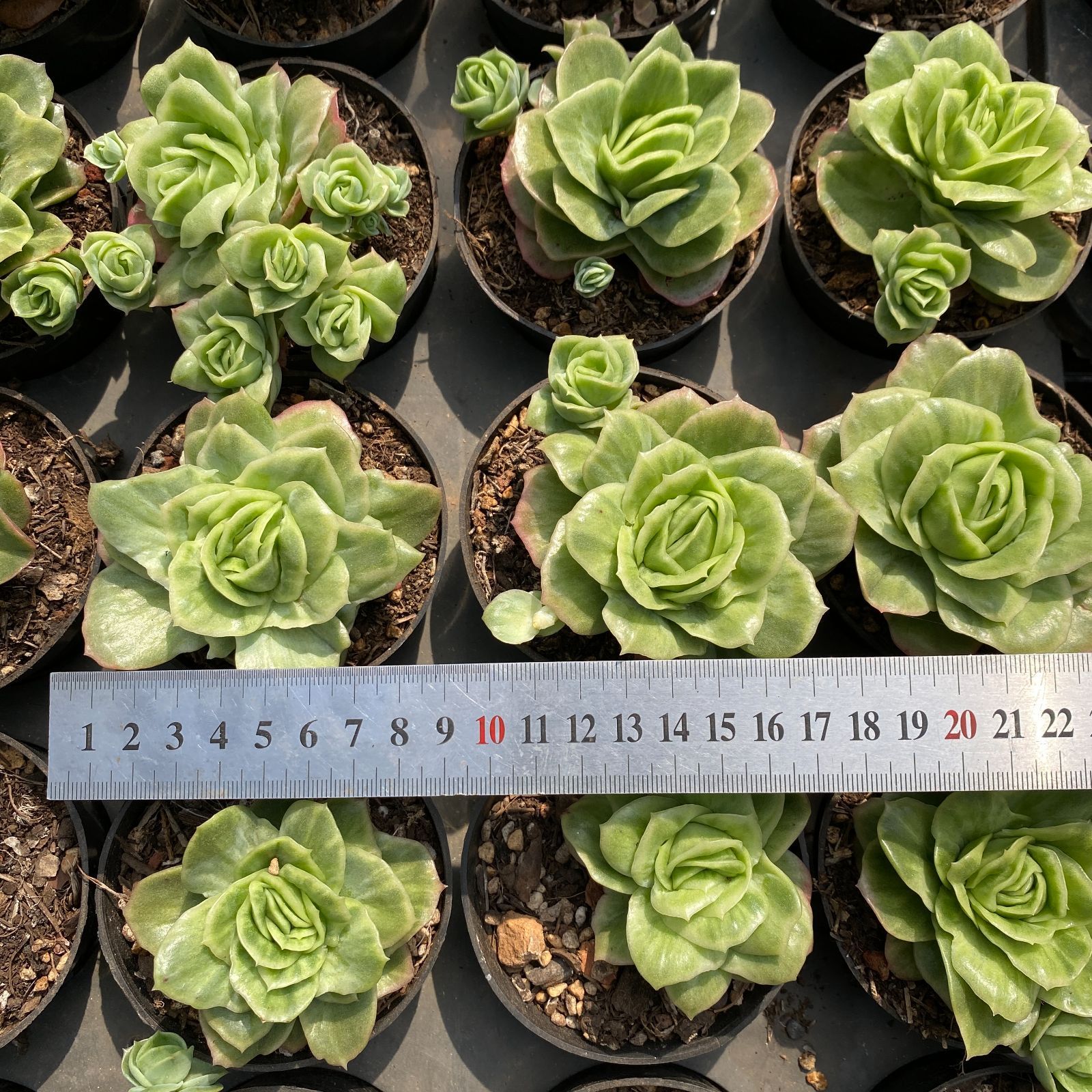 韓国苗 100苗セット カット苗 【メルカリ便発送】多肉植物 詰め合わせ