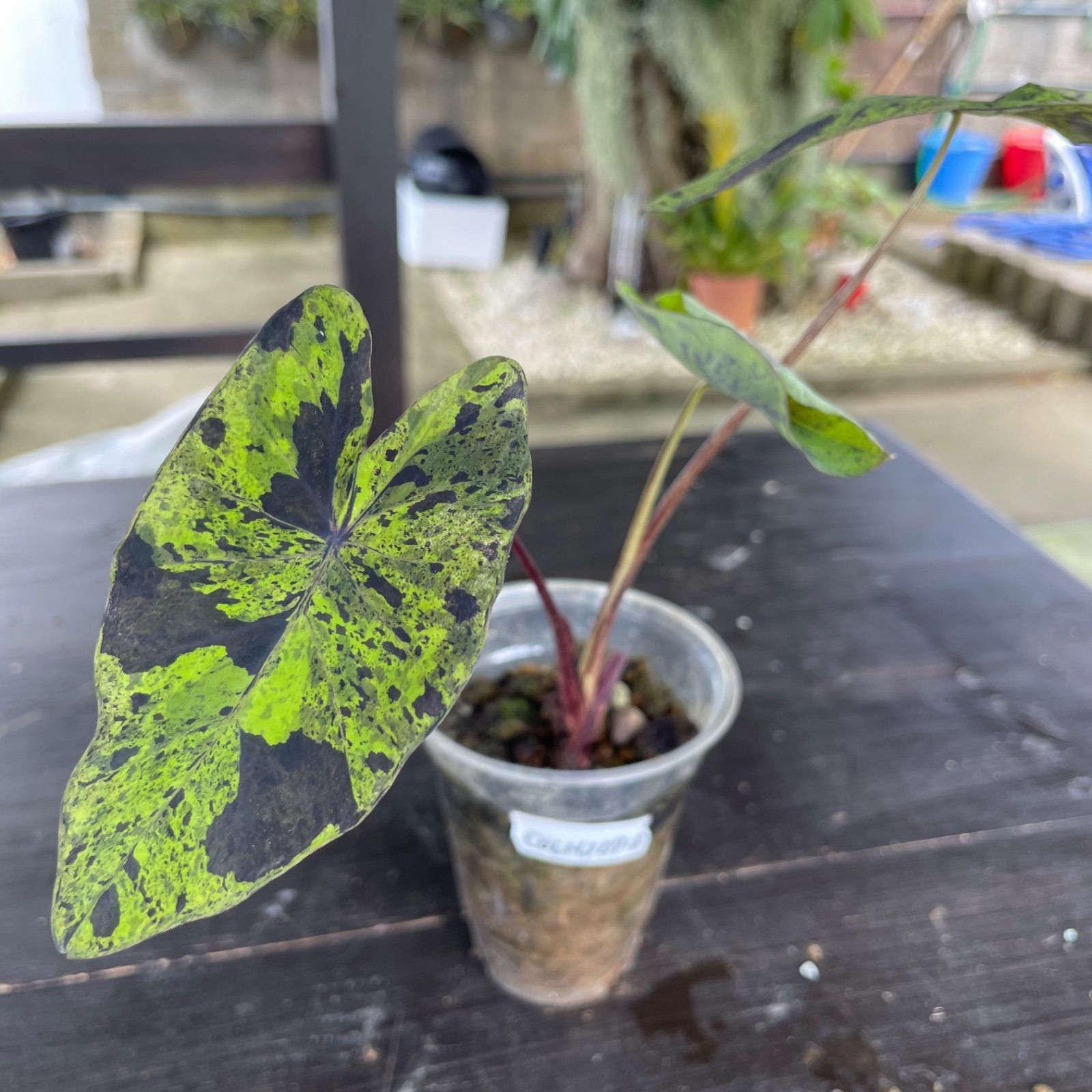 コロカシア モヒート 希少】コロカシア モヒート 美株 colocasia