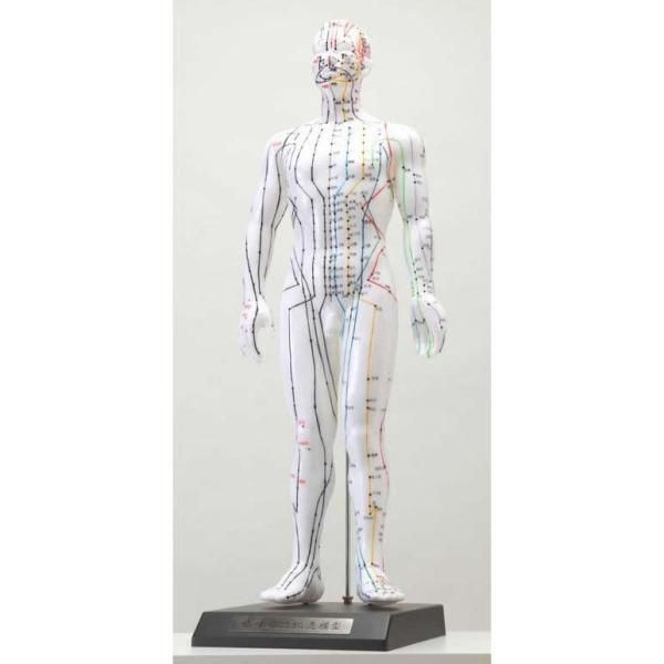 4営業日で発送 人体模型シリーズ けいけつくんII WHO新規格対応経絡経穴鍼灸模型 0877ak