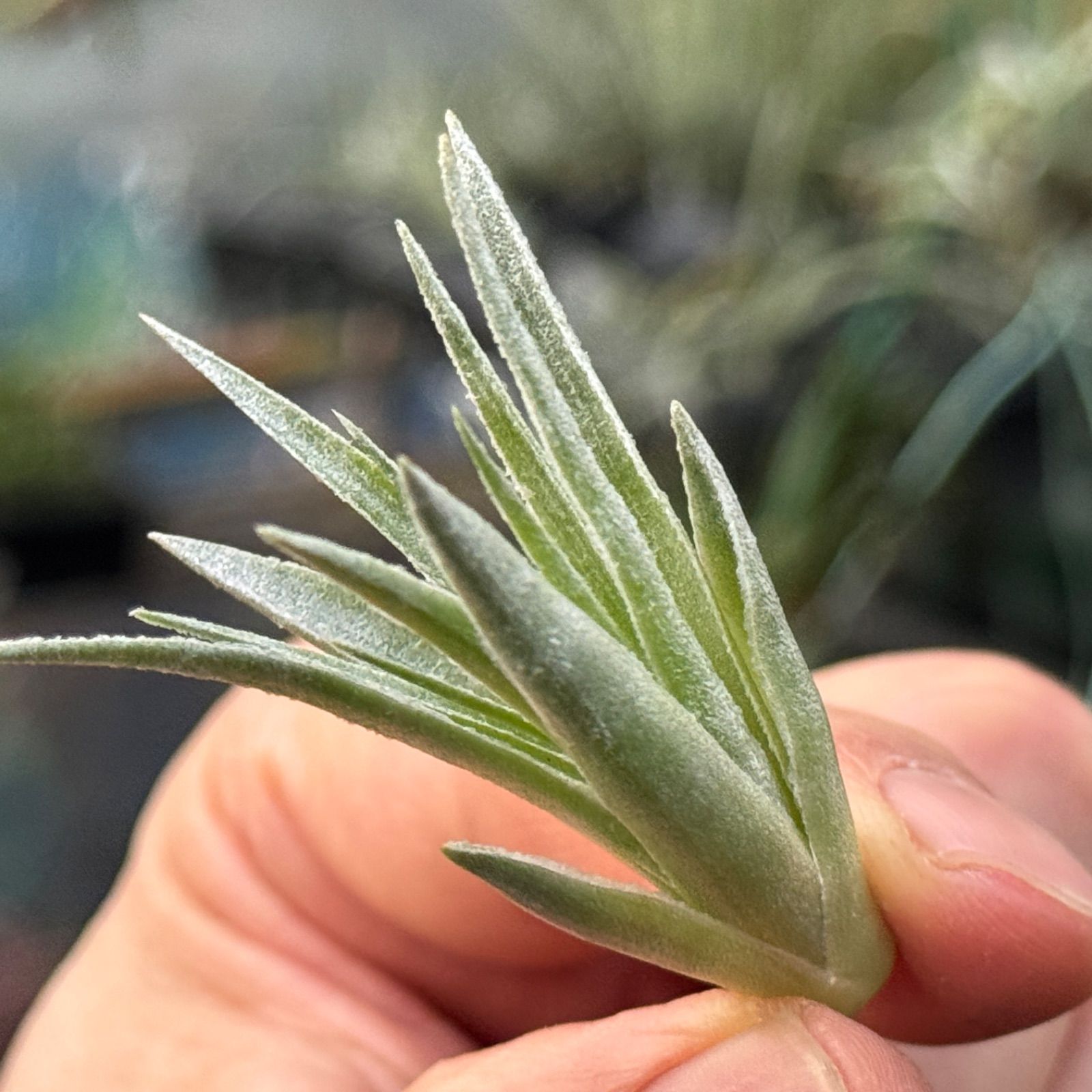 チランジア ロゼイフローラ Tillandsia roseiflora＊エアプランツ