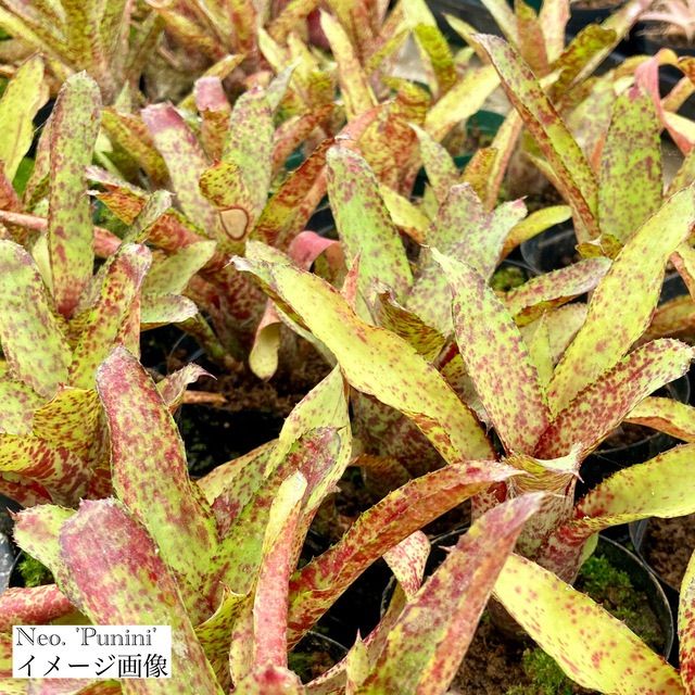 ネオレゲリア 'プニニ' カット苗 (タンクブロメリア Neoregelia