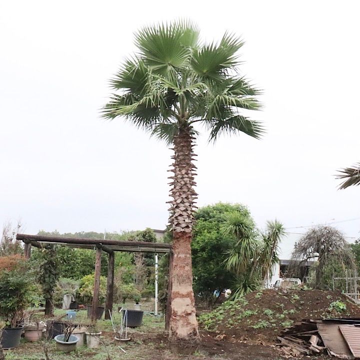 ワシントンヤシ 約6メートル 6m越え】特大ワシントンヤシ - メルカリ