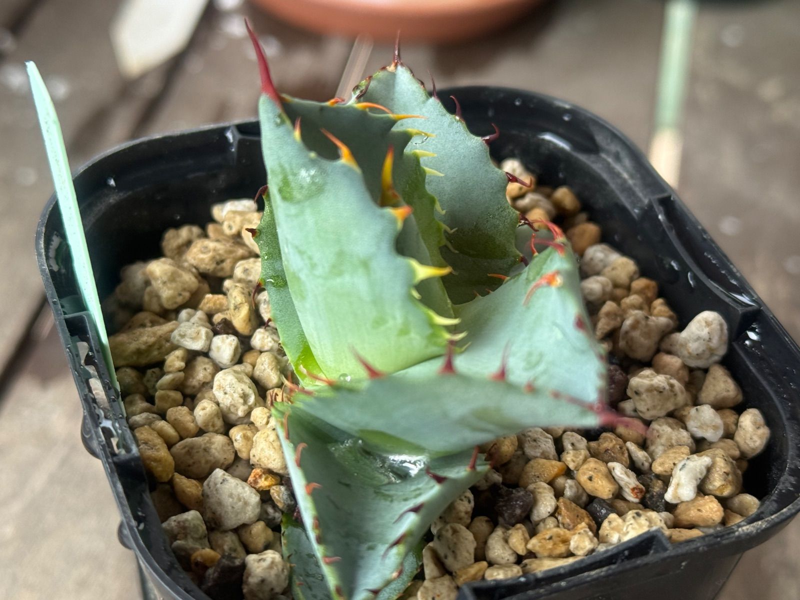 アガベ ハイブリッド チタノタ✖️イシスメンシス 子株 - メルカリ