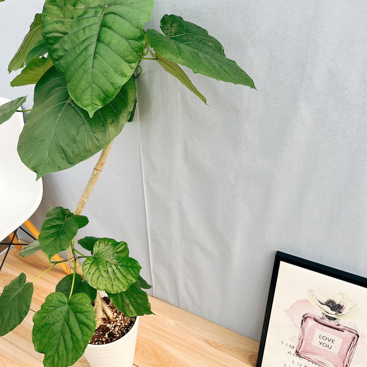 フィカス　アムステルダムキング　 曲がり ゴムの木　観葉植物　シンボルツリー Amazon｜観葉植物 フィカス アムステルダムキング 10号 曲がり 受け皿