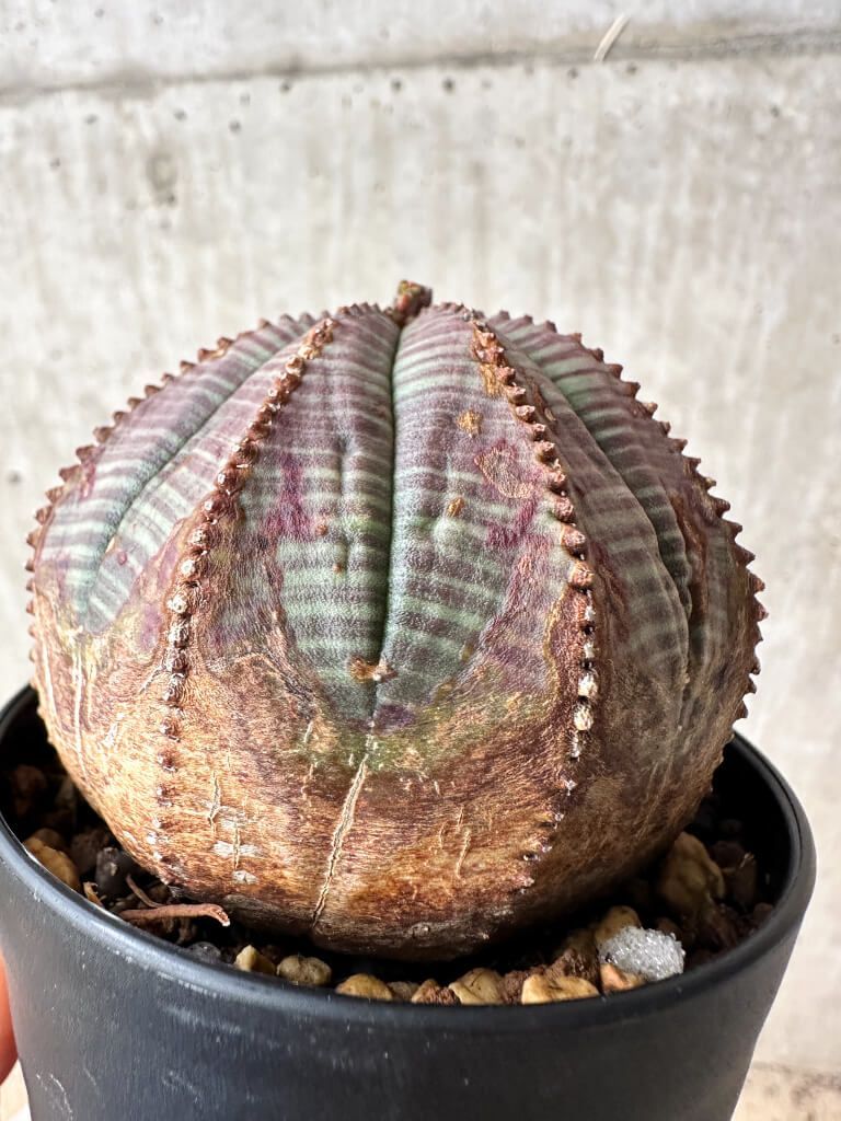 現品限り】ユーフォルビア・オベサ【S50】 Euphorbia obesa【植物