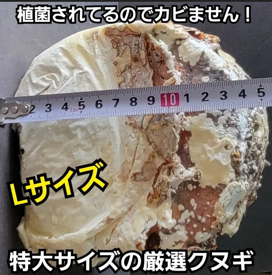 6本セット！クワガタの産卵木はコレが最強！　カワラ植菌材【特大Lサイズ】 6本セット！クワガタの産卵木はコレが最強！ カワラ植菌材【特大L