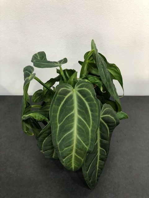 希少！アンスリウム（アンスリューム）ヴィレナオルム　ボリューム　人気　観葉植物　多肉植物　インテリアグリーン　③