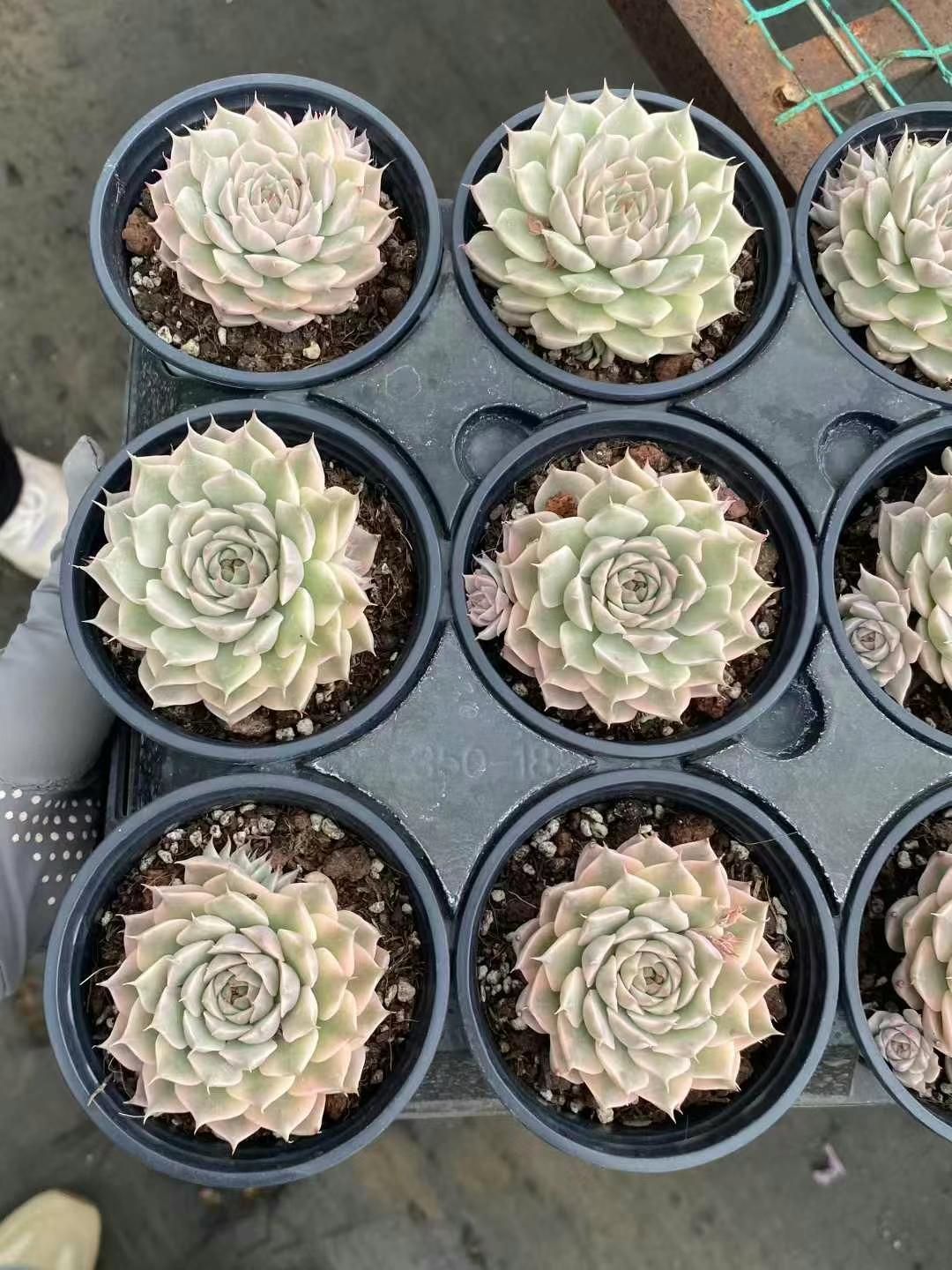 新入荷 クリームベリー 鮮やかな72苗セット 大苗 土と根付き 多肉植物