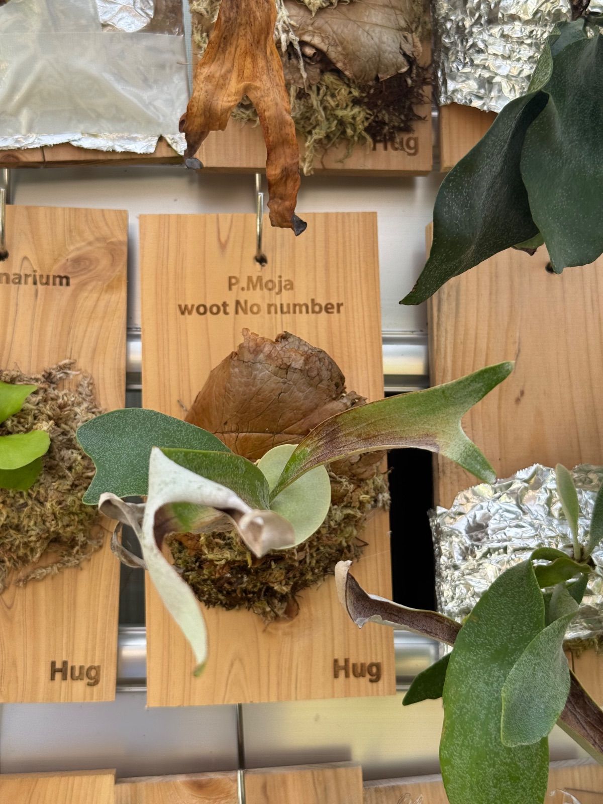 ビカクシダ モジャ Yahoo!オークション - 大株 P.Moja