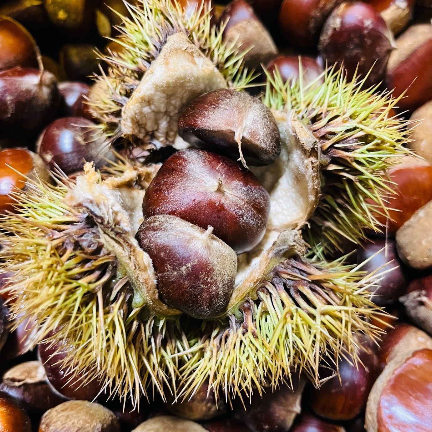 幻の利平栗 茨城県産 2kg＋α【生栗】甘み◎ - メルカリ