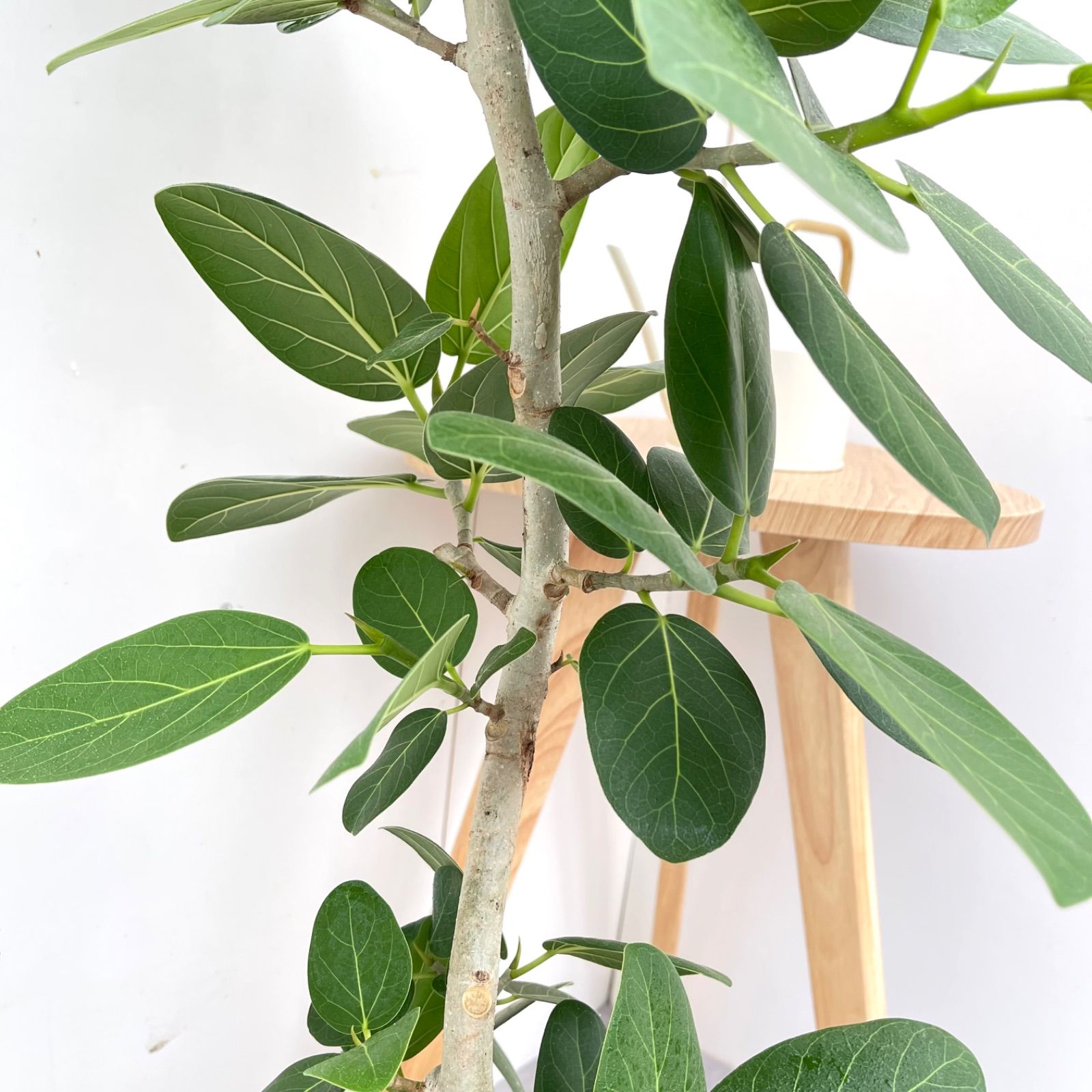 フィカス ベンガレンシス 曲がり 14【現品】観葉植物 大型 室内