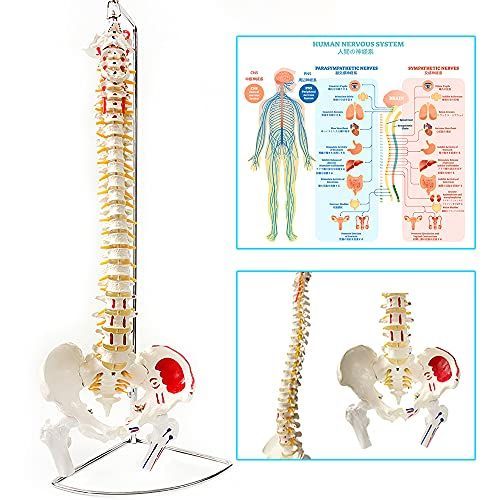 timiland 脊椎 模型 可動式 脊椎骨盤模型 人体模型 実物大 脊柱模型