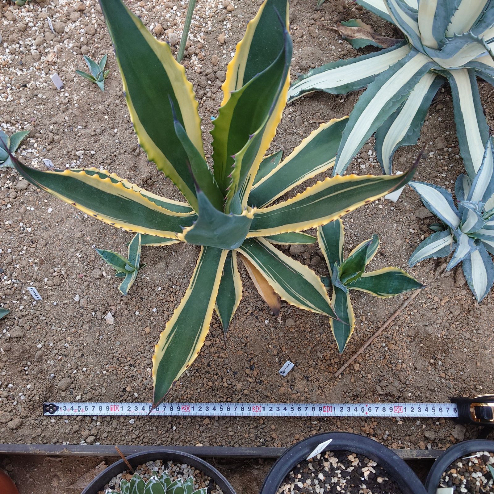 アガベ　フェロックス錦　トニーズタイガー 大株 アガベ フェロックス錦 トニーズタイガー 大株 - メルカリ