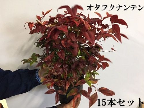 15本セット オタフクナンテン樹高0.2m前後15cmポット