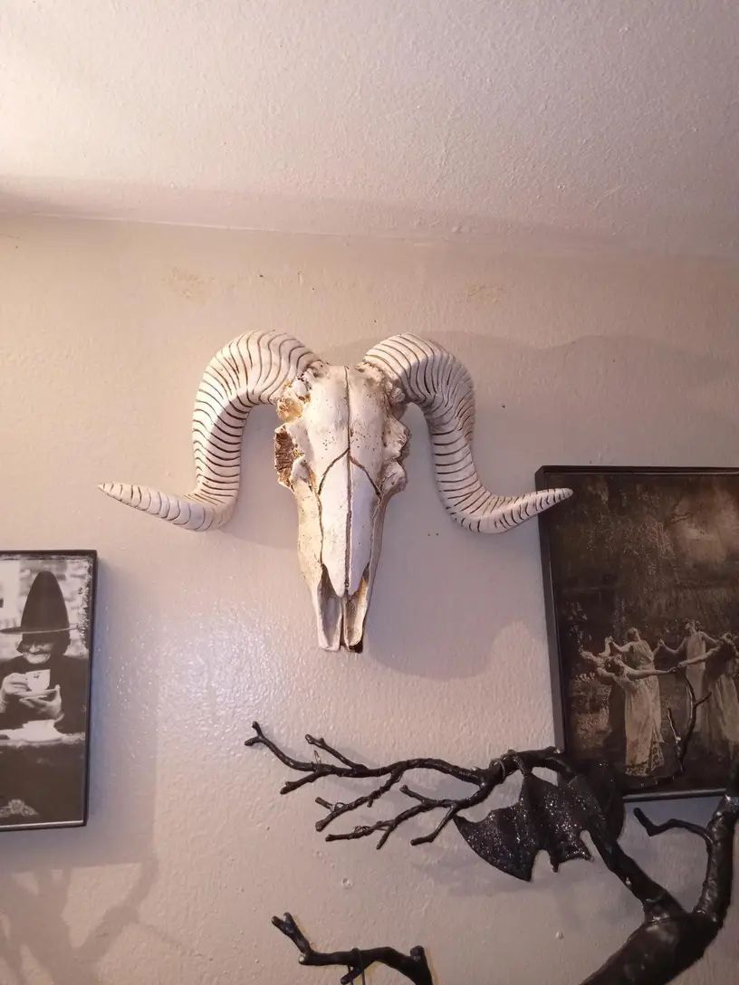 スカル 頭蓋骨 動物 置物 恐竜 ワニの頭骨 実物大 置物 動物 スカル 鰐 骸骨 わに 化石 骨 標本