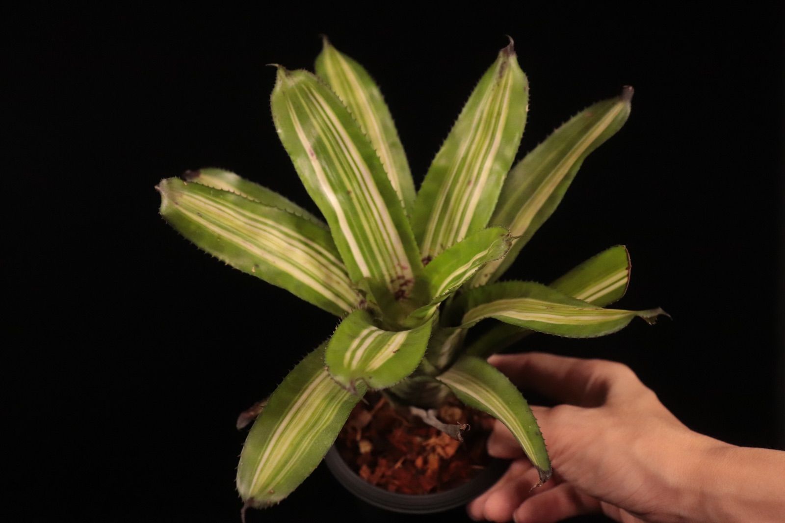 Billbergia 'Ivory Tower' ブロメリア・エアープランツ Billbergia