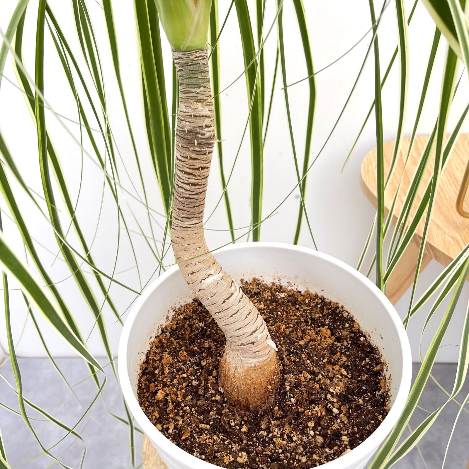 トックリラン ノリナ 斑入り 18 現品 観葉植物 室内 YUZUMIYA_COM