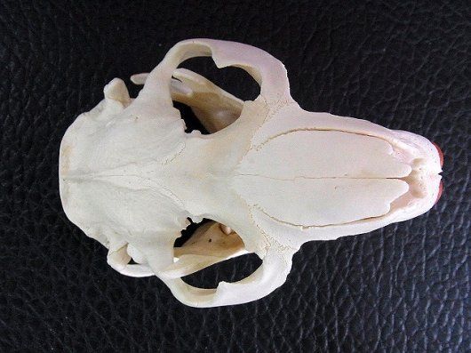 高品質！ビーバーの頭骨（Lサイズ） - メルカリ