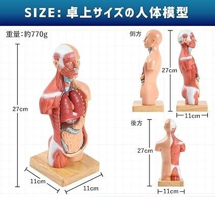 KIYOMARU ソフトな質感で15分解できる卓上サイズの人体解剖模型 人体