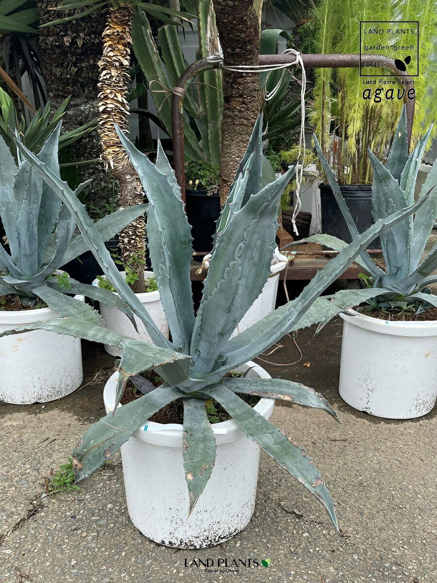 【現品】アガベ　大株　アメリカーナ（竜舌蘭）① アガベ（アメリカーナ・青葉）1鉢 12号 プラスチック鉢