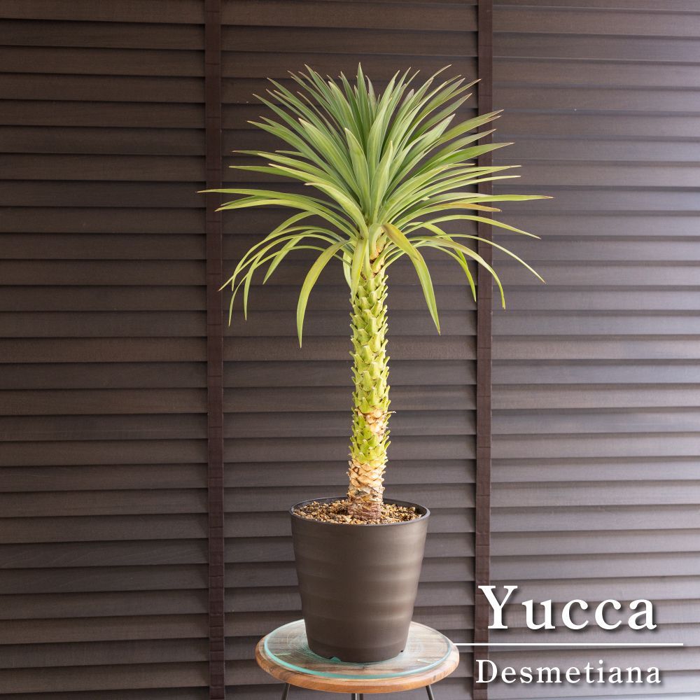 ユッカ デスメティアーナ 7号 Yucca Desmetiana ヤシ 幹立ち 0913BR-2